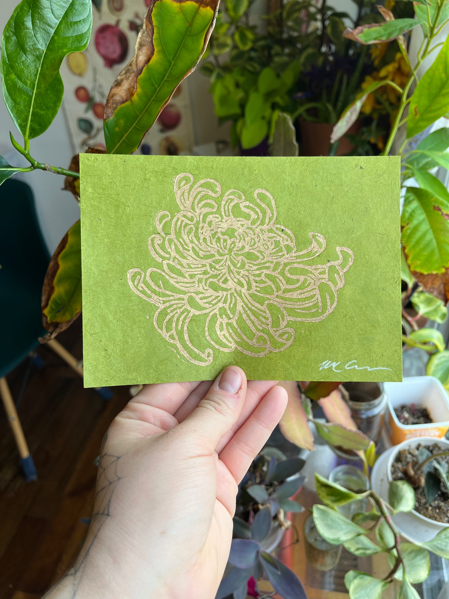 Chrysanthemum #1