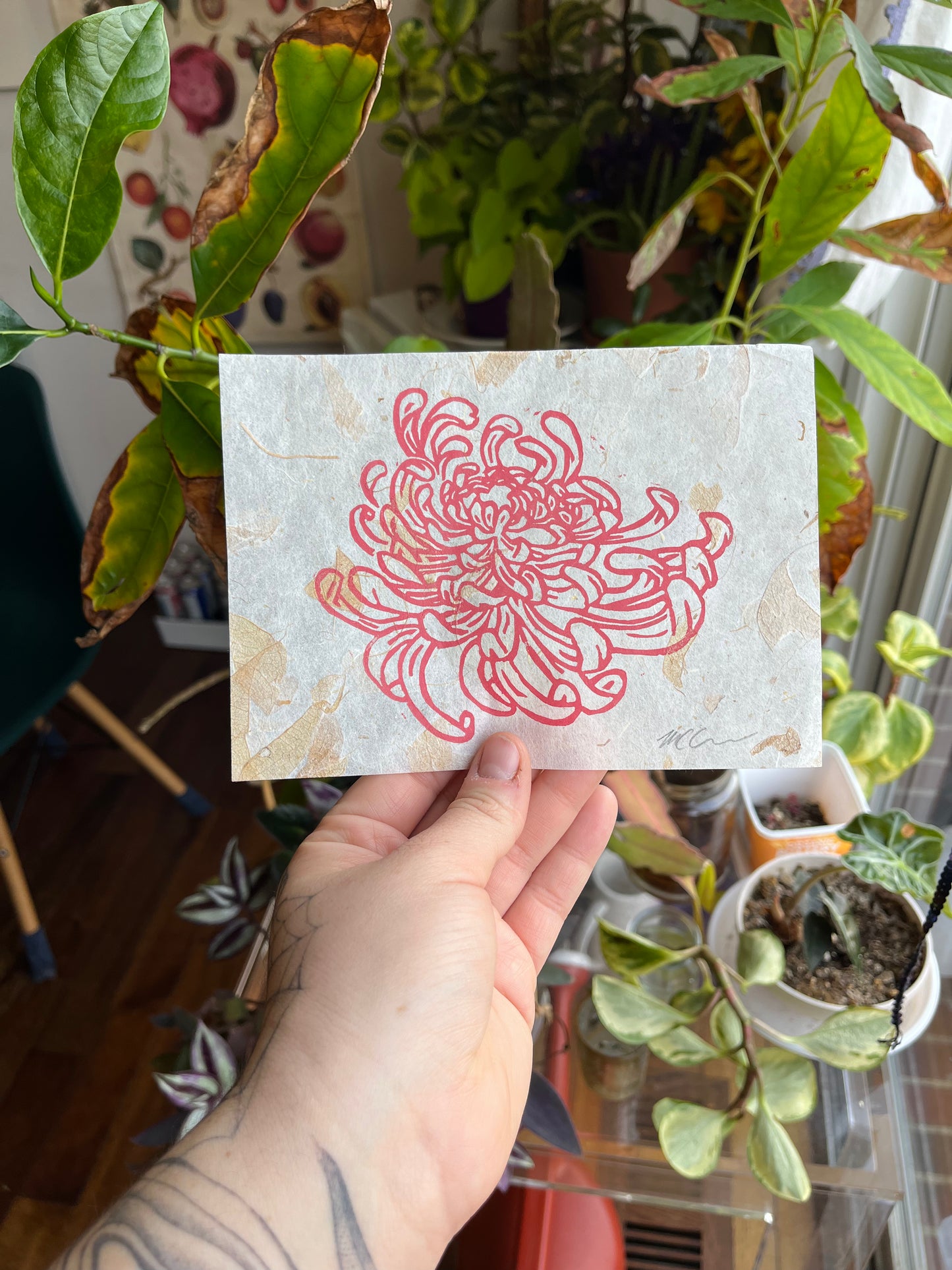 Chrysanthemum #1
