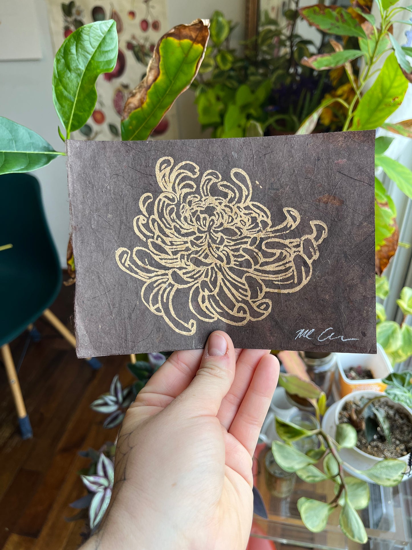 Chrysanthemum #1